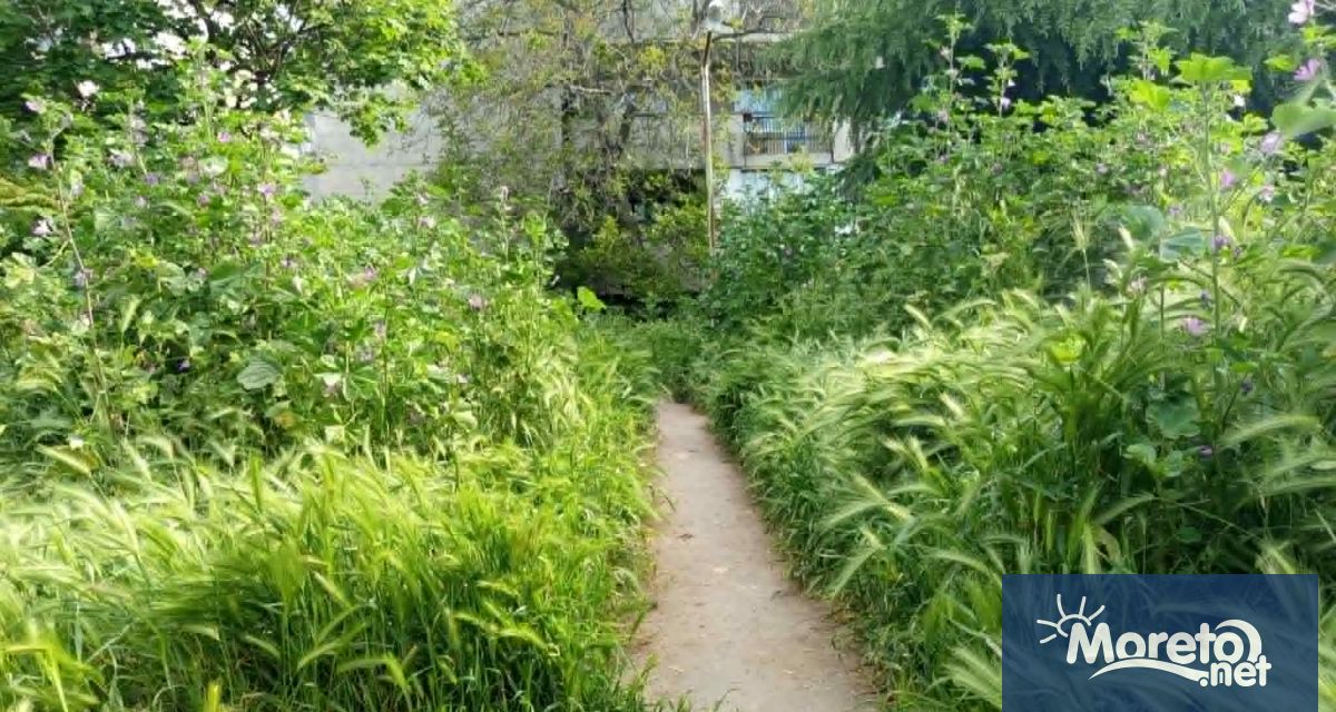 Избуяли треви и бурени превземат междублокови пространства във Варна Снимки