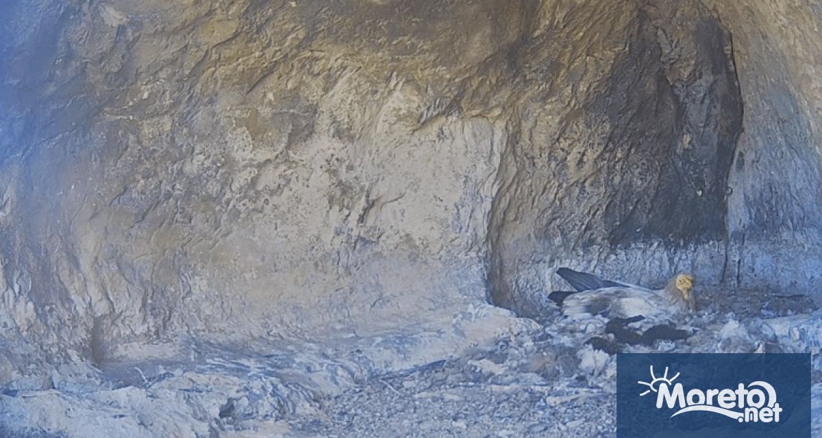 За поредна година известната в цял свят двойка египетски лешояди