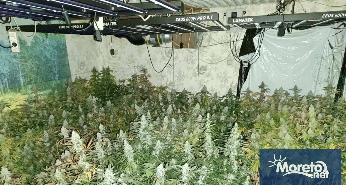 Служители на ГДБОП в Добрич откриха над 900 стръка канабисови