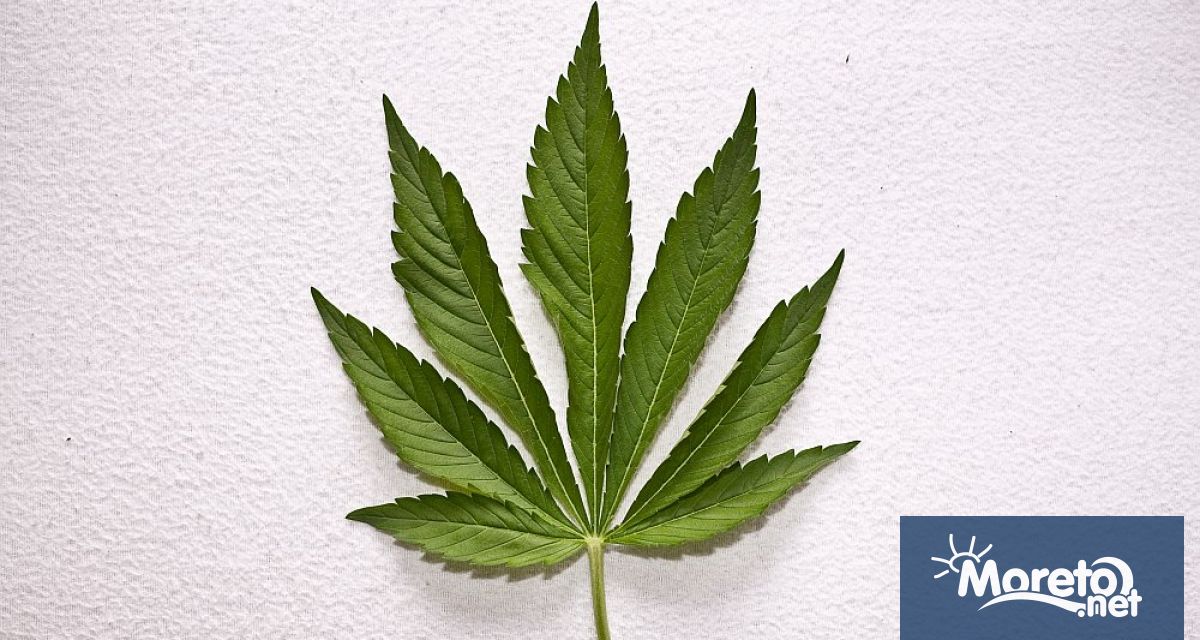 Тайланд легализира отглеждането на марихуана и консумацията й в храни