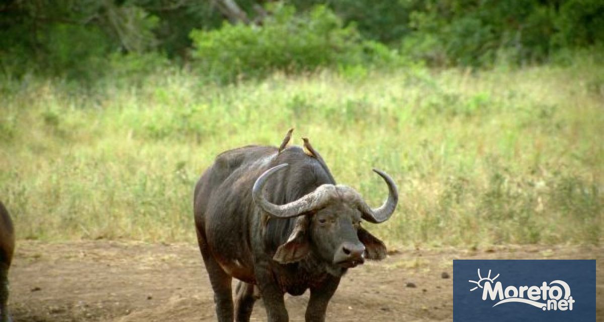 Определени са ставките по Преходната национална помощ за говеда и