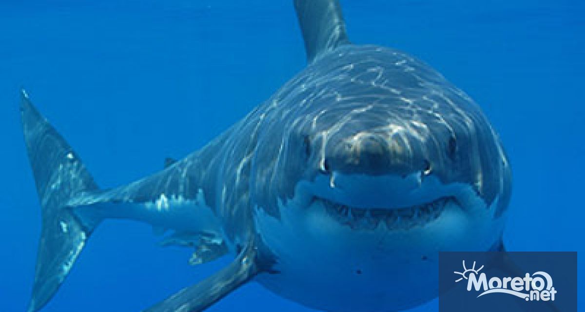 Голяма акула е убила сърфист край плажа Лонг Рийф в