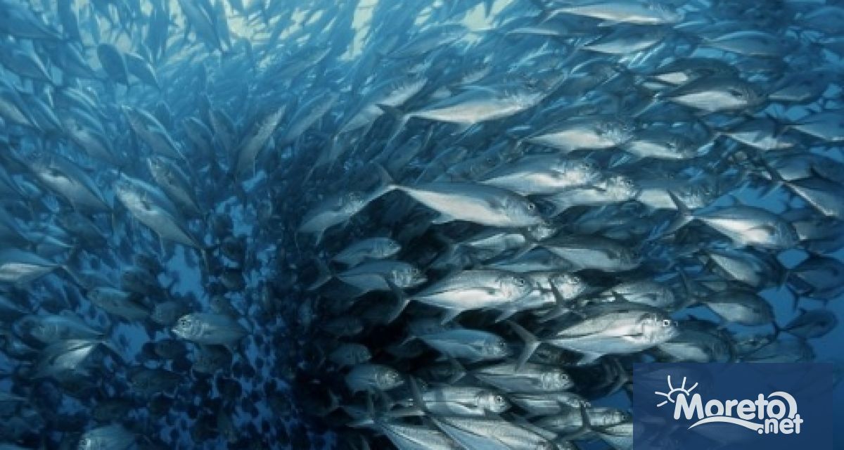 Преговарящи от над 100 държави постигнаха историческо споразумение за защита