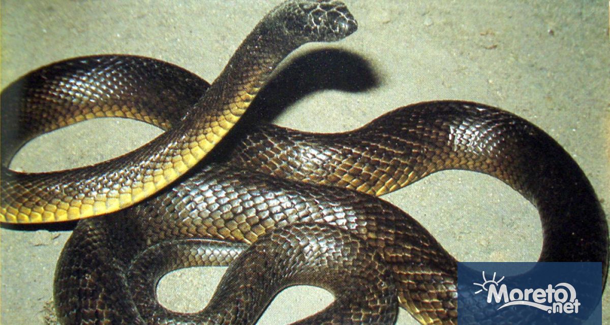 Кръвта на американец който умишлено си е инжектирал змийска отрова