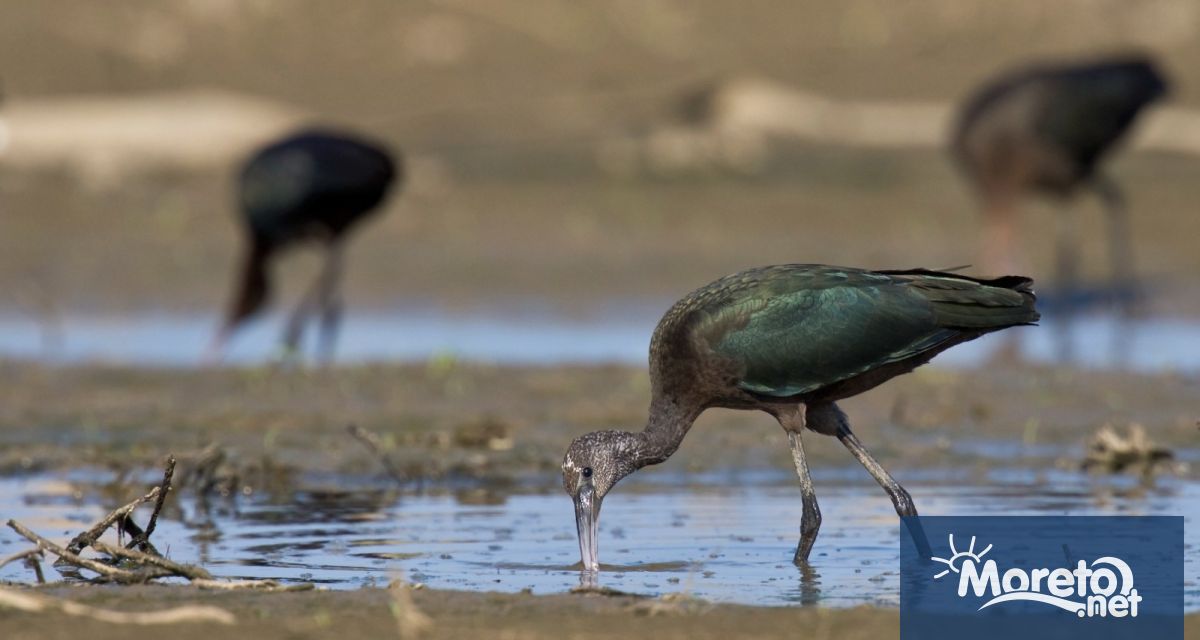 Всяка година на 2 февруари се отбелязва Световният ден на