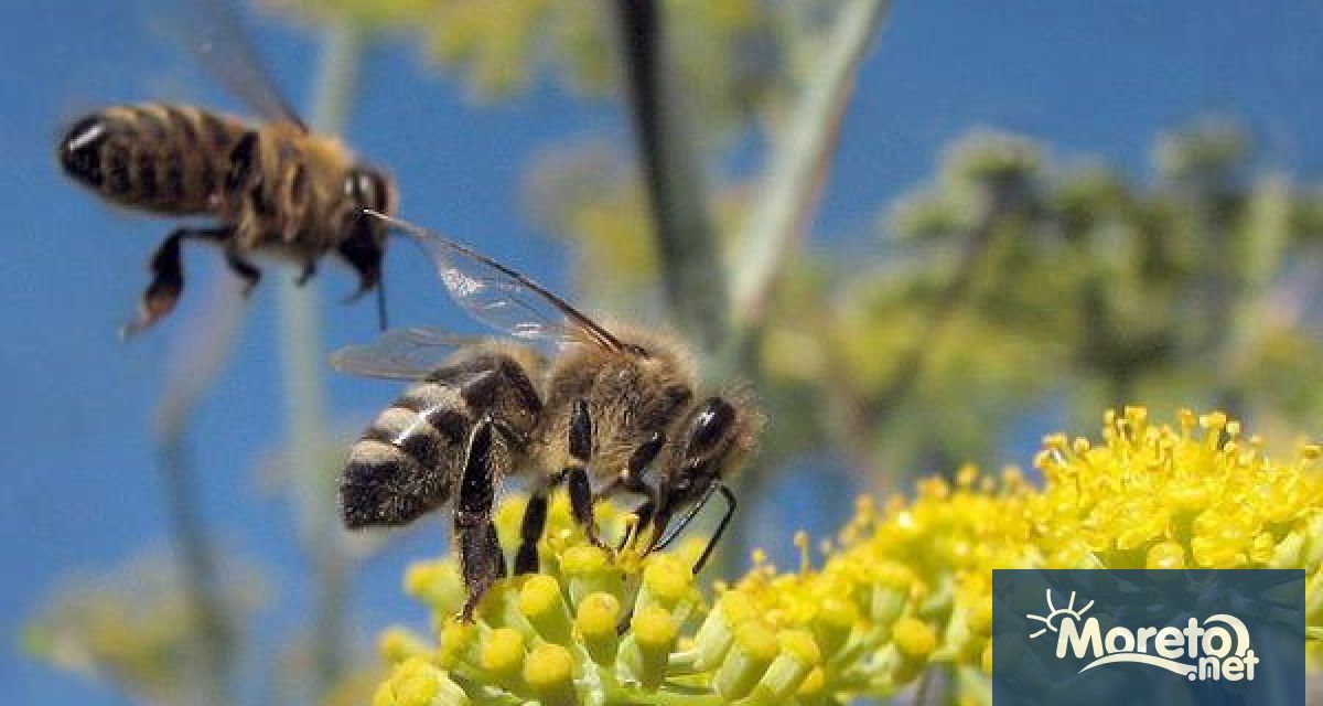 Милиардерът Сунджай Капур дългогодишен приятел на принц Уилям почина на