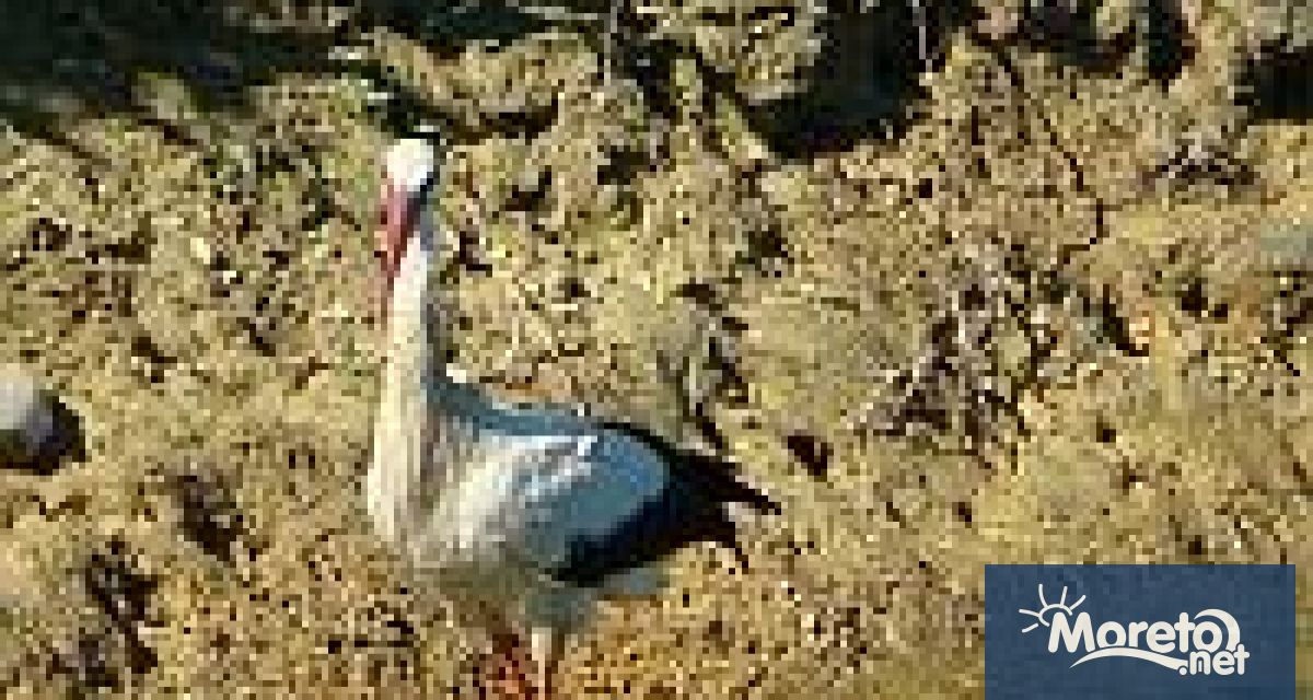 Всички граждани могат да се включат като изпращат попълнен формуляр