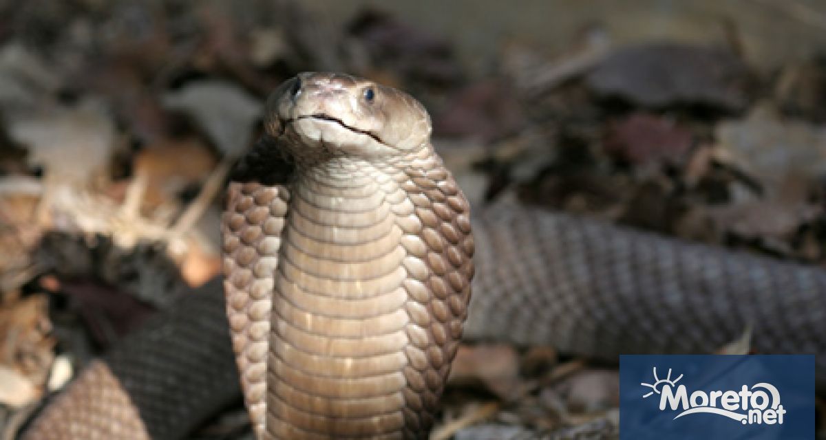 Изложба с екзотични животни може да бъде видяна това лято