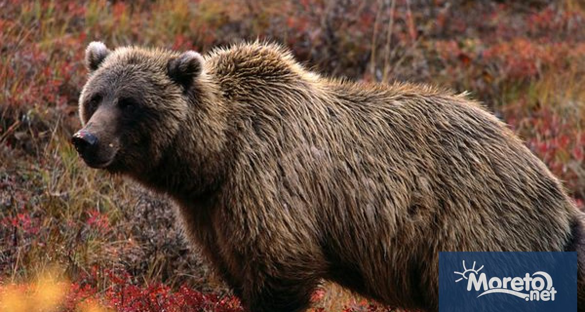 След множество сигнали и наблюдения спасителният мечешки отряд на WWF