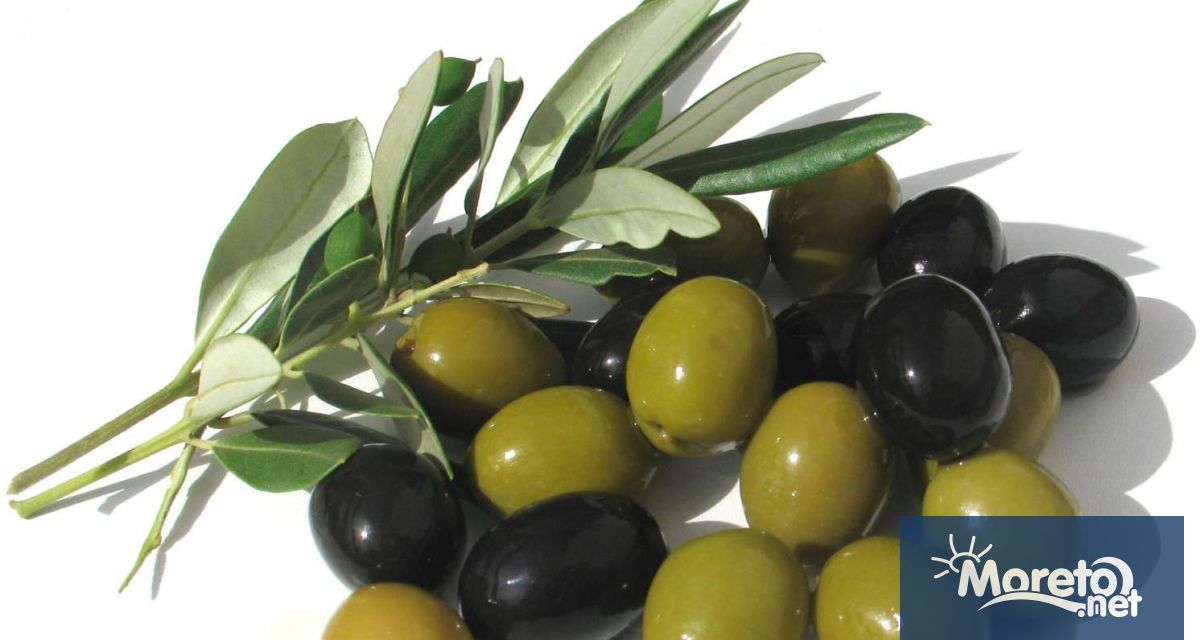 Цените на зехтина достигнаха рекордни нива вследствие на продължителната суша