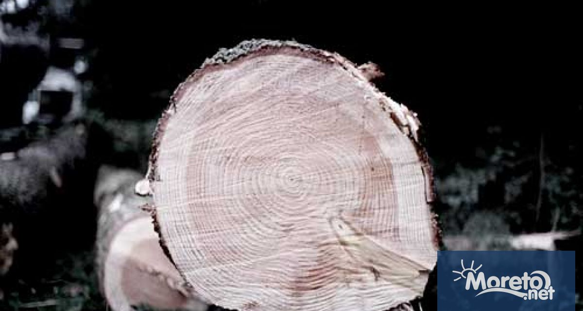 Нови дървета ще бъдат засадени на мястото на трите опасни