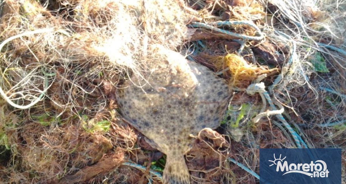 Дарение от 145 кг риба получи Зоопарк Буртас от местната