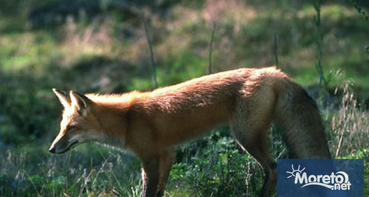 Българска агенция по безопасност на храните БАБХ стартира извършване на