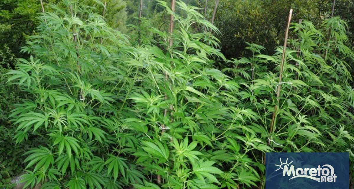 Оранжерия за марихуана с площ над 700 кв м разби