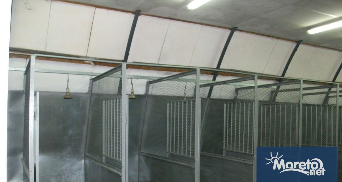 Общинският приют за безстопанствени кучета има назначен ветеринар от два