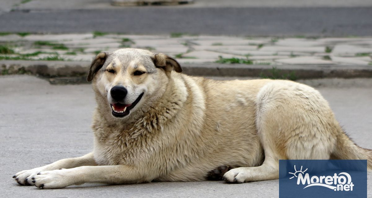Обществено обсъждане на Програма за овладяване популацията на безстопанствените кучета