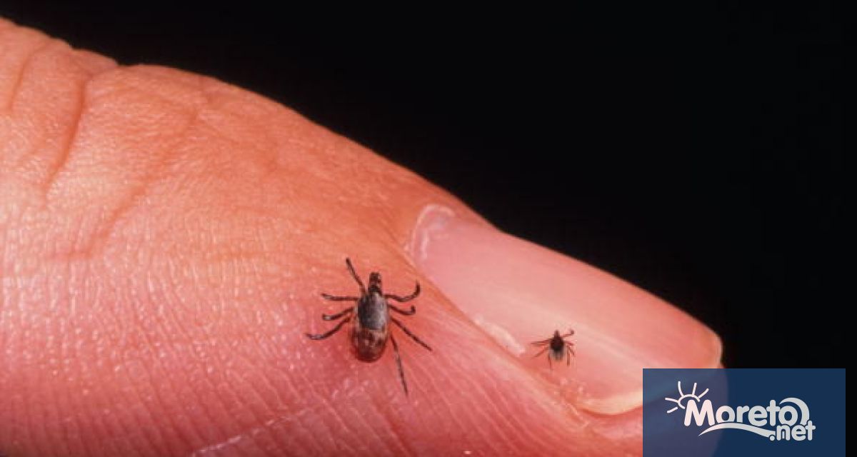 31 души са ухапани от кърлежи във Варна за седмица