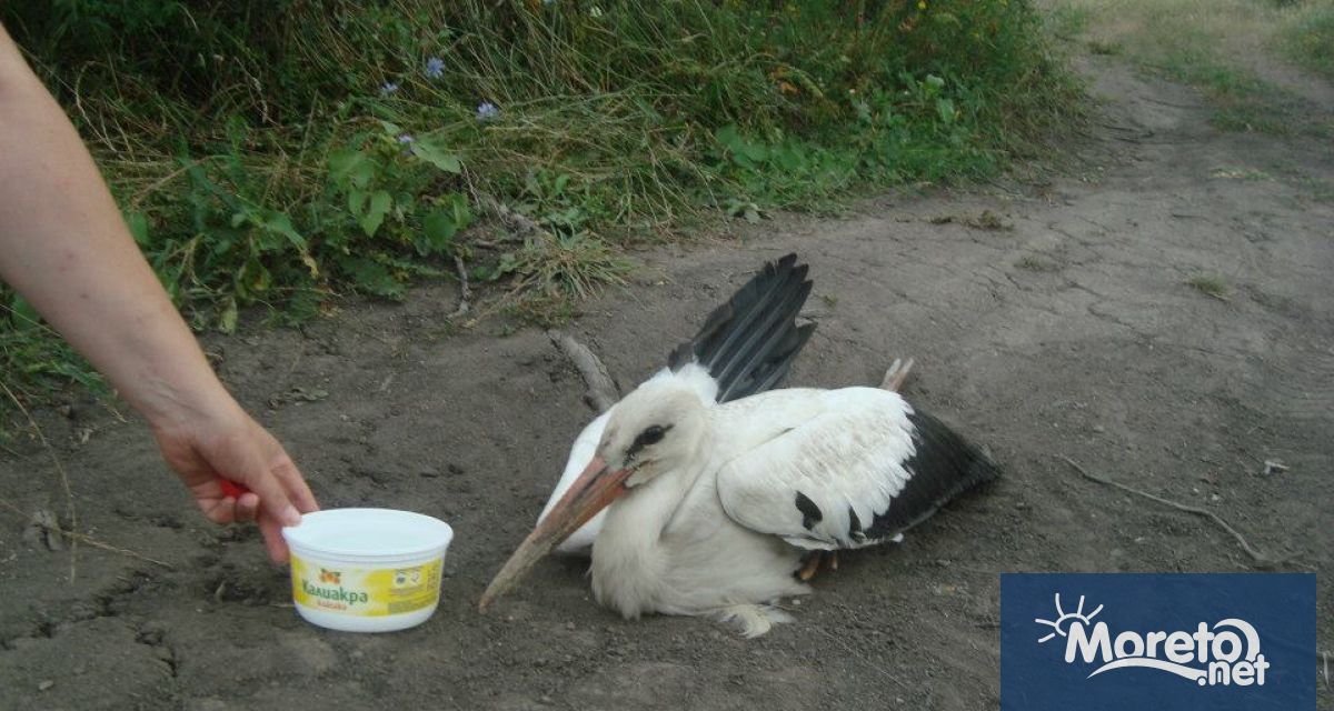 Сигнали за десетки ранени или мъртви щъркели край различни населени