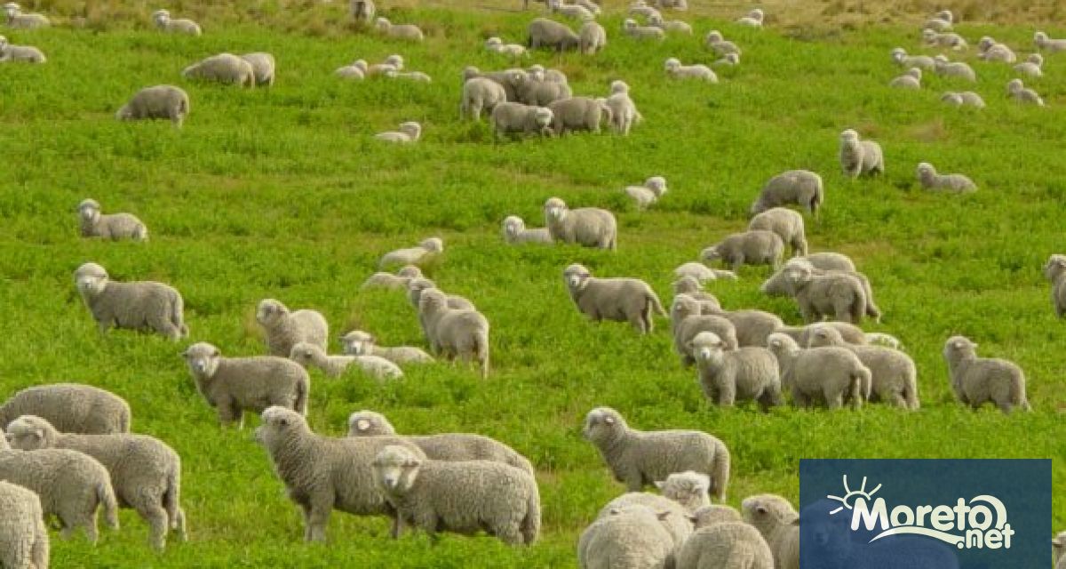 Българската агенция по безопасност на храните БАБХ алармира за влошена