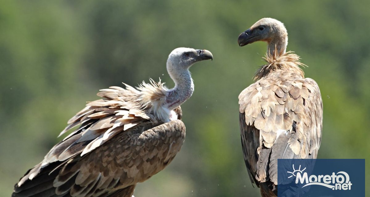 Пет редки птици – четири черни лешояда картала и един