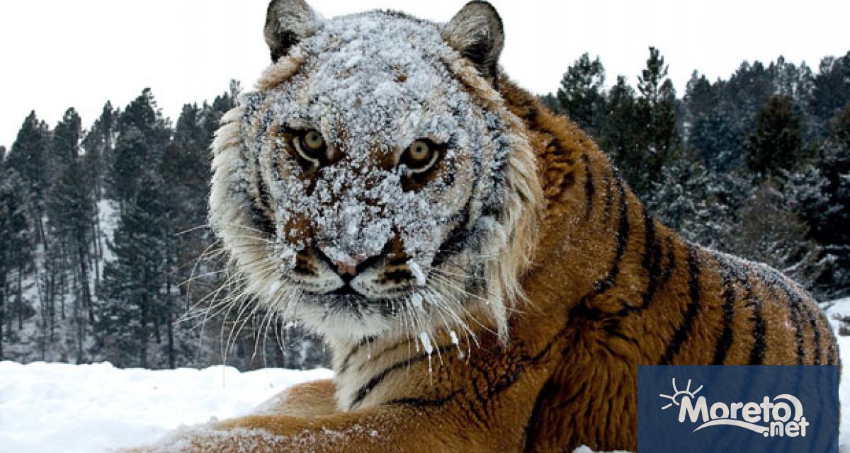 Видео клип със сибирски тигър който се разхожда свободно в
