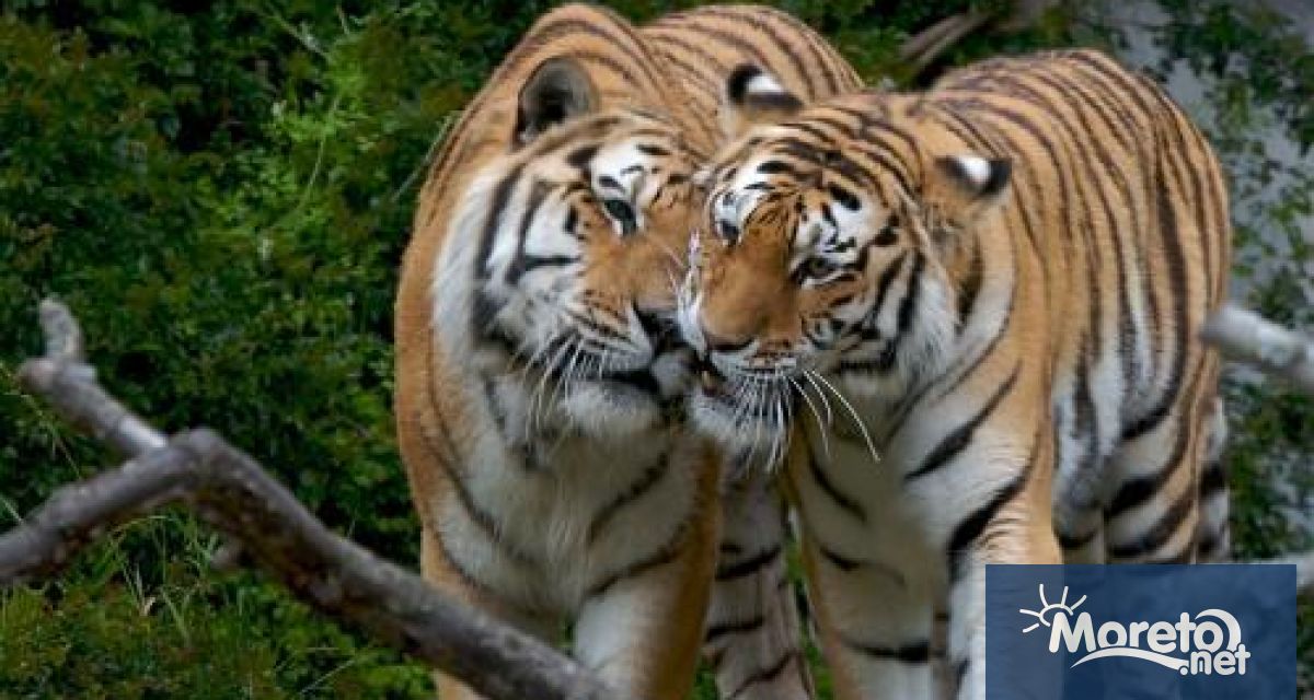 Десетки тигри са умрели в зоопаркове в Южен Виетнам след