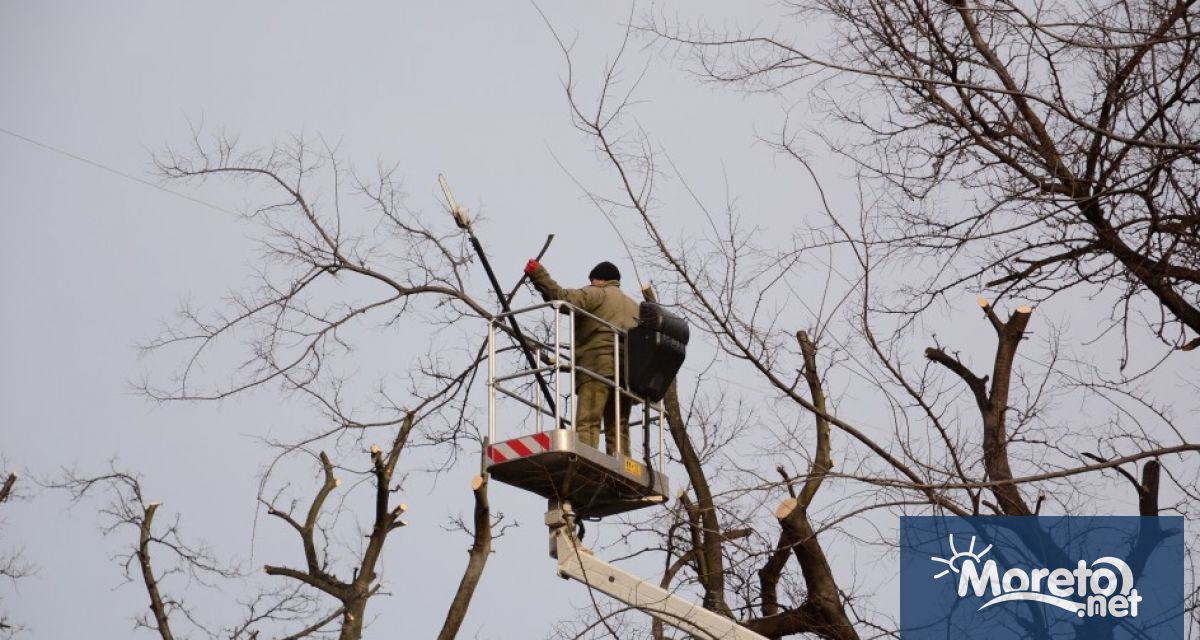 На 3 декември вторник ще се извършват резитби на сухи