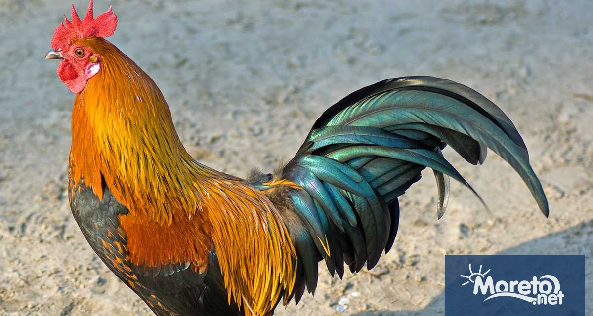 Петльовден е български народен празник обичай с регионално разпространение Чества