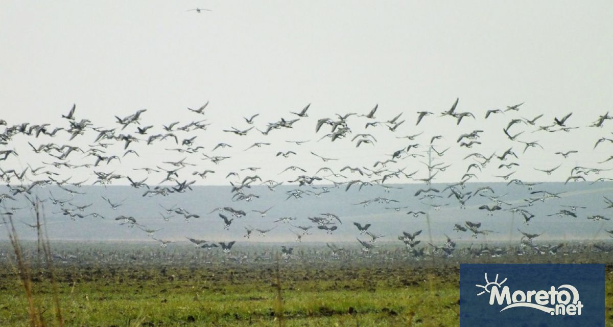 Служители от РИОСВ Варна са взели участие в 46 ото среднозимно преброяване
