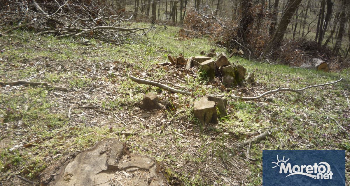 За незаконно строителство масова сеч на гора във варненската местност