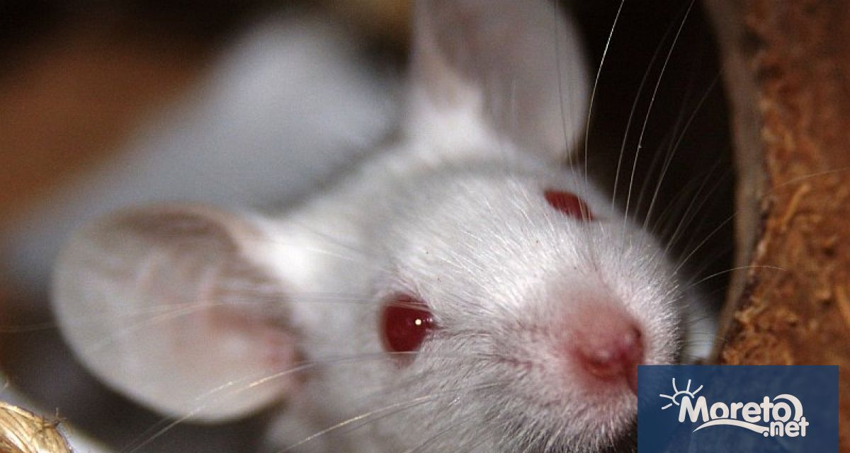 Южната турска община Муратпаша окръг Анталия представи иновативен научен проект