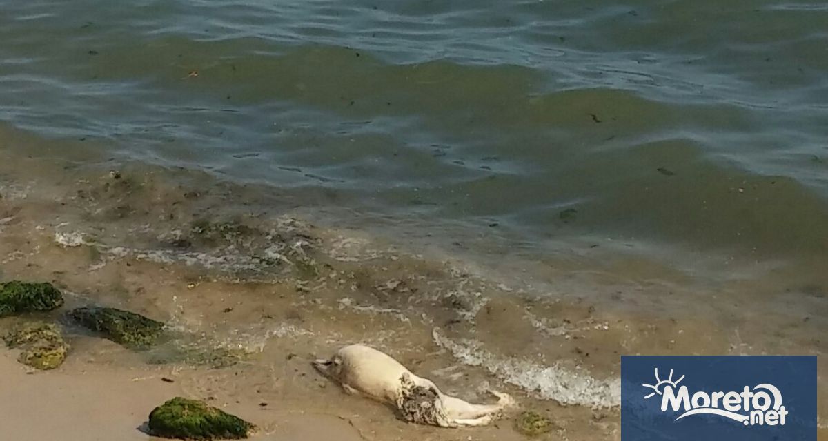 Притеснителна статистика показва голям брой мъртви делфини по Северното Черноморие.