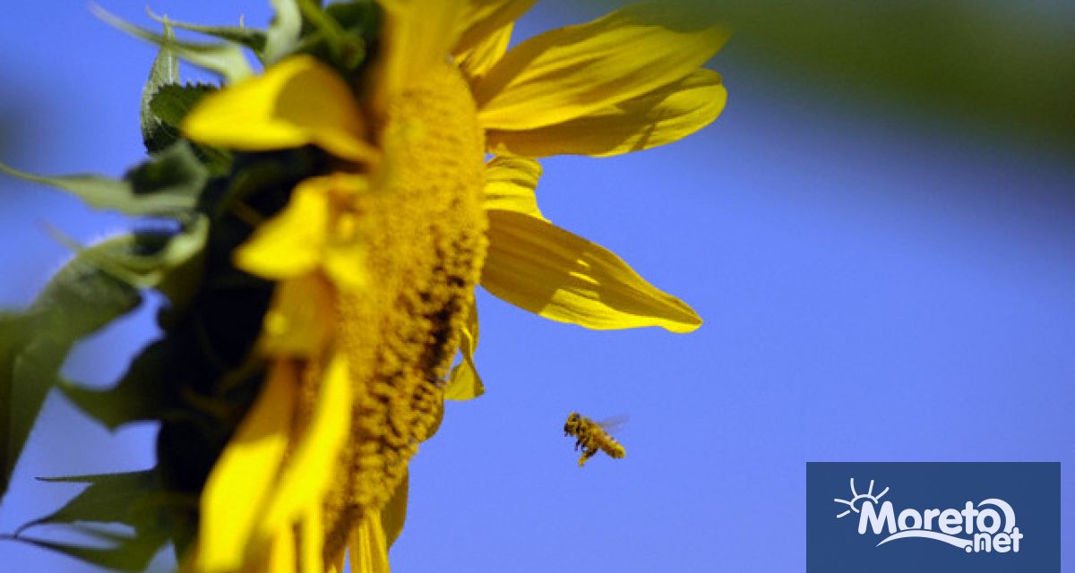 Национална програма по пчеларство ще продължи да се прилага и