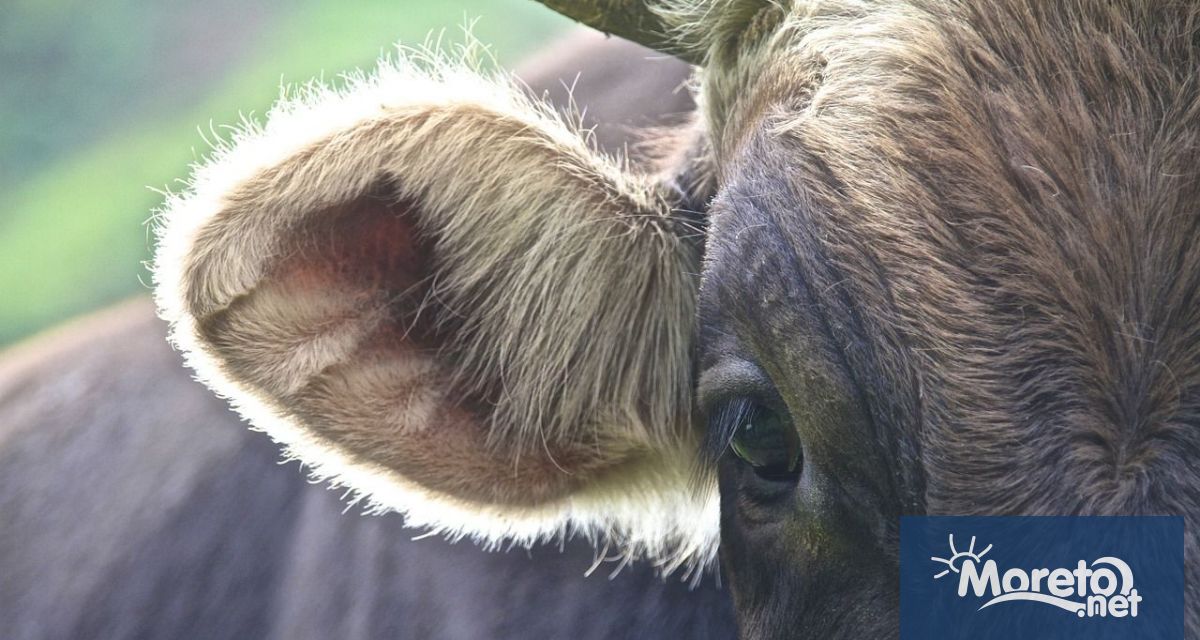 11 браншови организации в животновъдството искат спешна среща с премиера