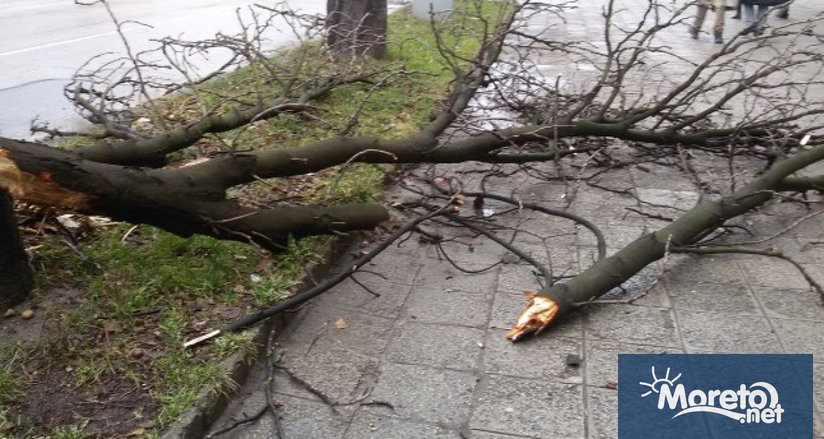 Общо 12 сигнала за паднали дървета и клони са получени