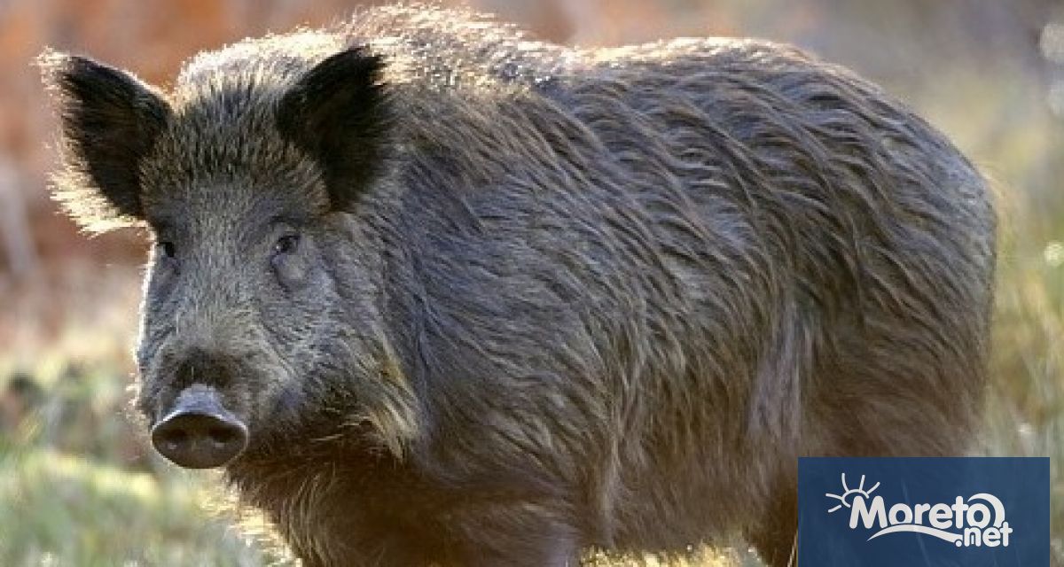 Епидемичен взрив на трихинелоза в панагюрското село Левски Няколко семейства