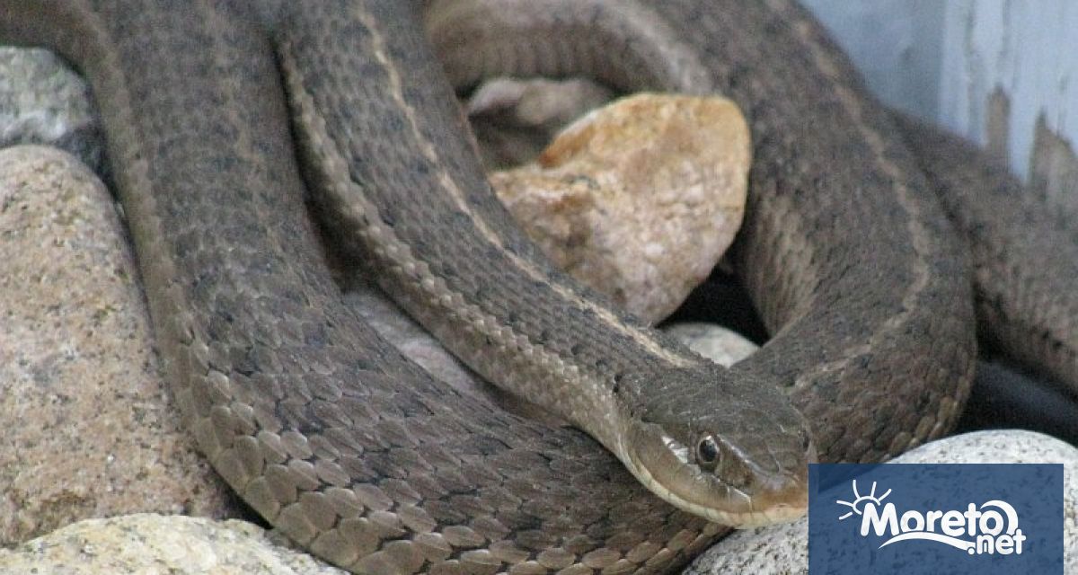 В София отнеха защитени видове змии отглеждани незаконно в частен