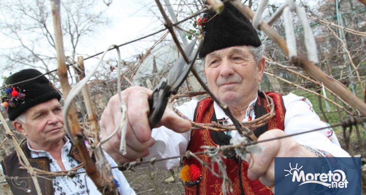 Трифон Зарезан е празник на лозарите градинарите и кръчмарите и