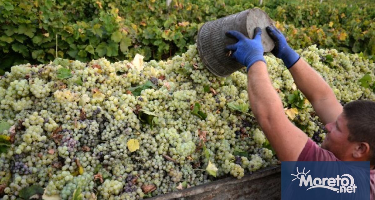 По данни на Изпълнителната агенция по лозата и виното за