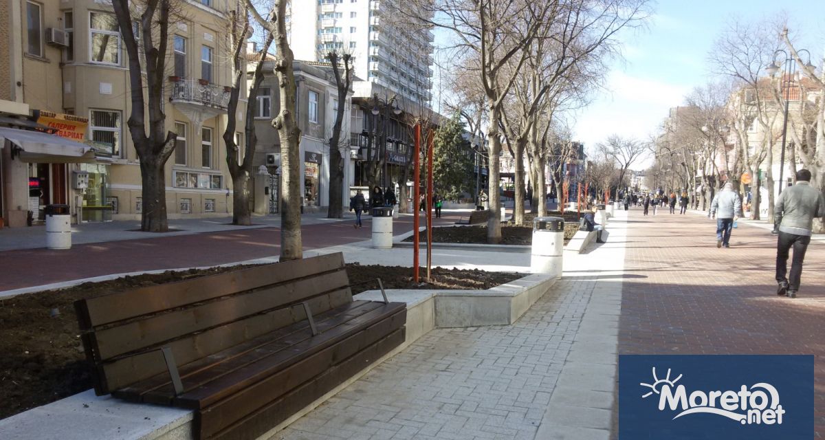 Кои са основните видове дървета в центъра и кварталите на Варна ...