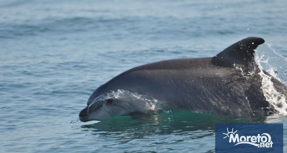Заплитането на делфините в риболовни мрежи е огромен проблем в