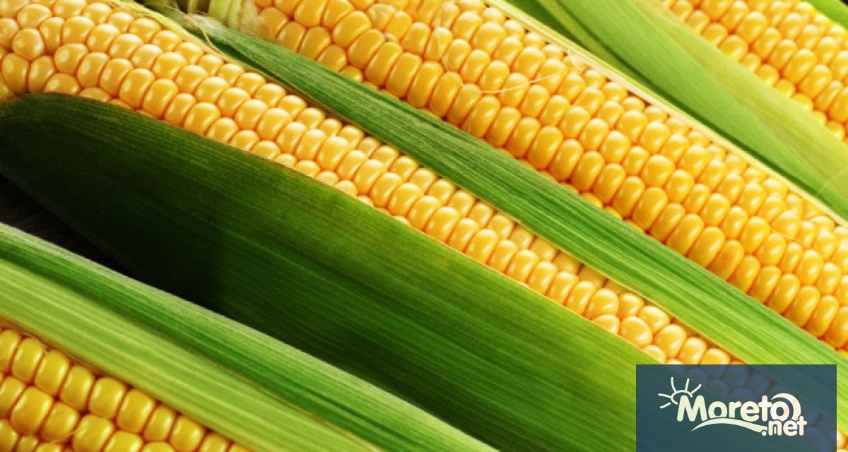 Палещото слънце в Европа свива очакваната реколта от царевица в