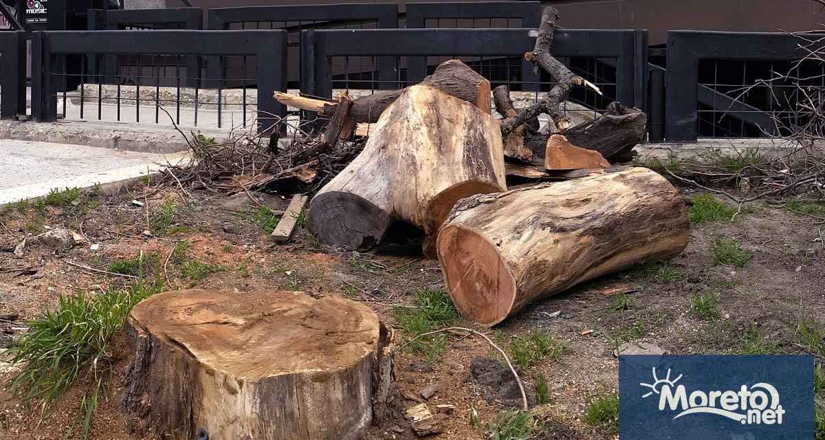 Днес ще се извършват резитби на сухи и опасни дървета