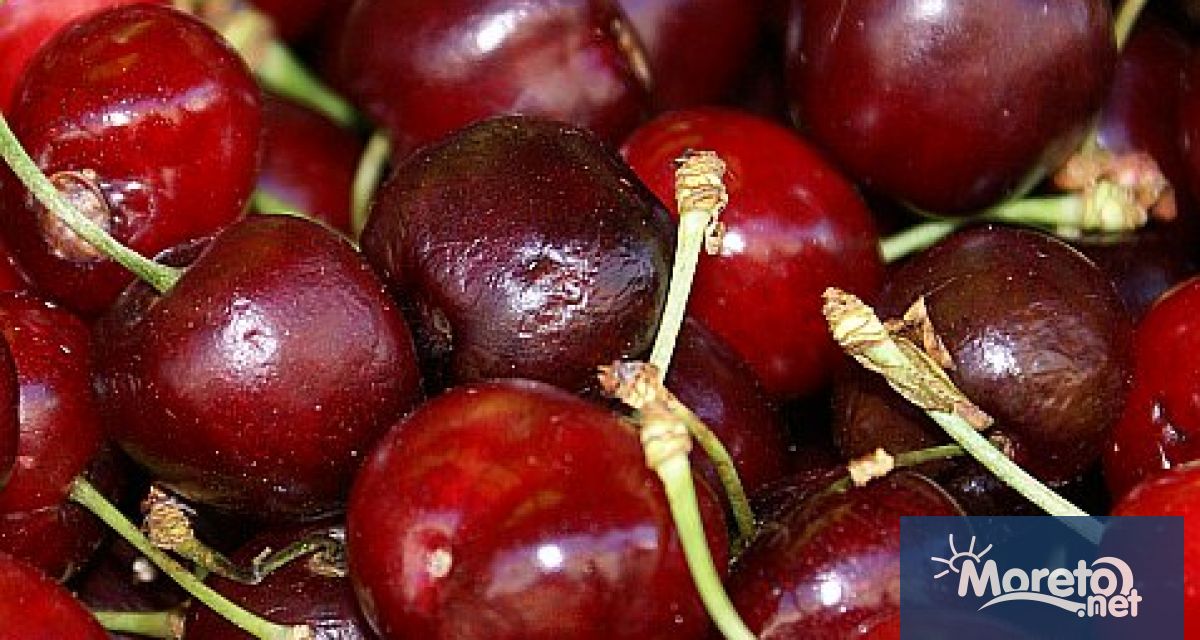 Тонове продукция с кюстендилски череши ще останат несъбрани защото няма