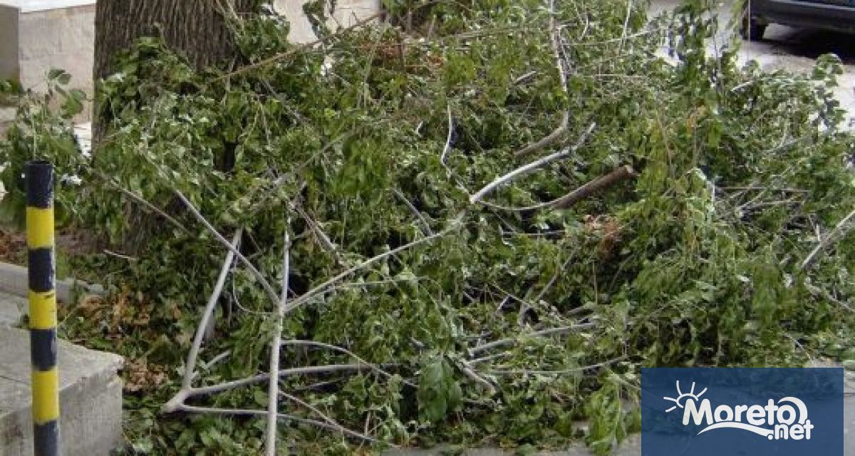 Район Одесос извършва днес 28 октомври понеделник основна резитба на