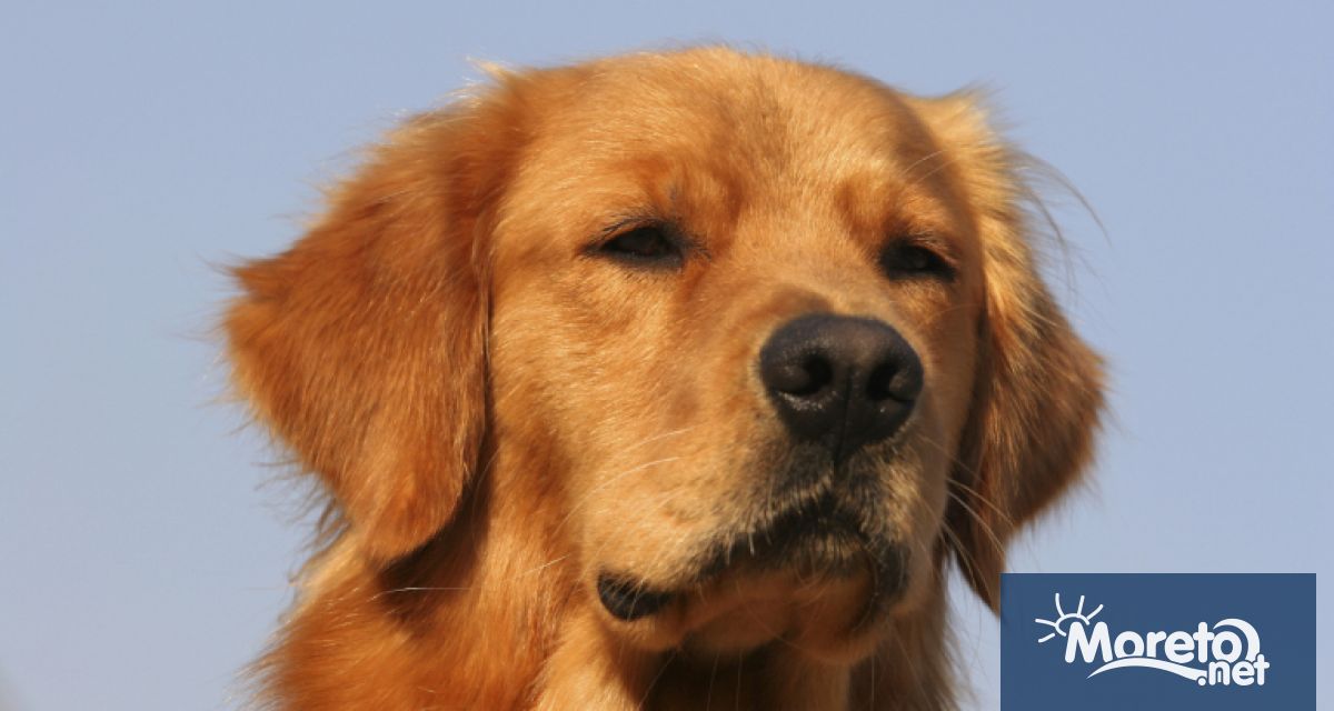 На 26 август светът отбелязва Деня на кучето Празникът води