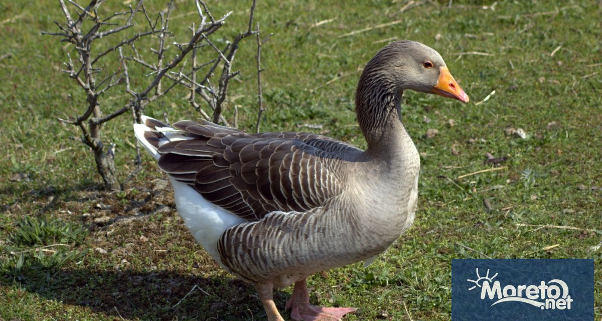 Франция започна да ваксинира патици срещу птичи грип в понеделник