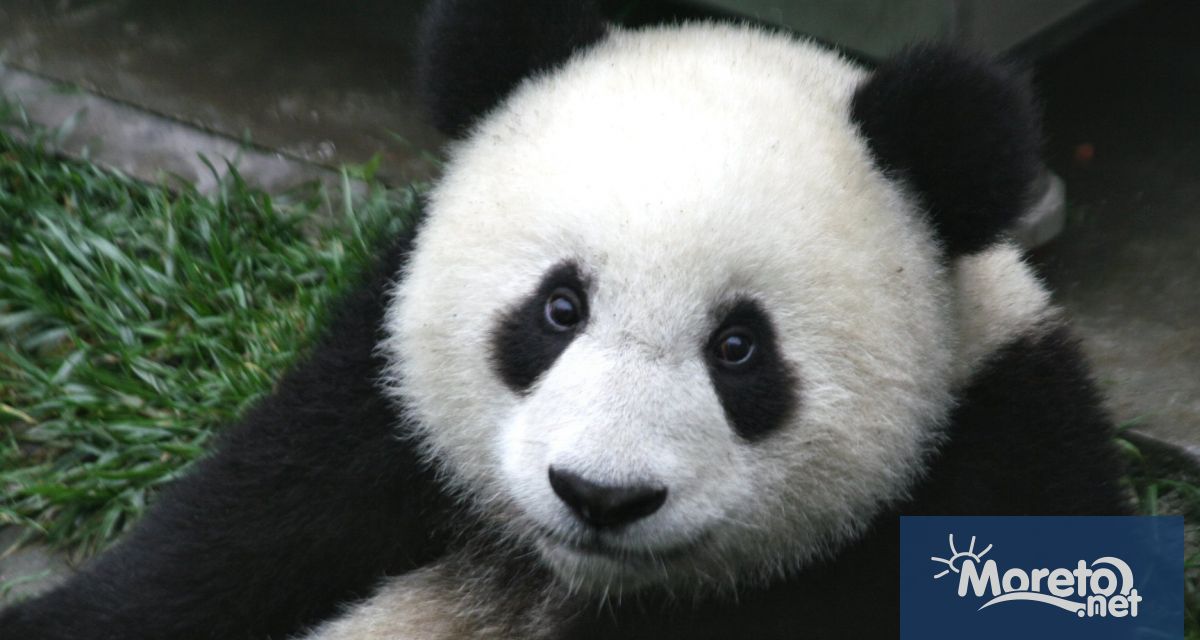 Двете панди от зоологическата градина Уено в Токио ще бъдат