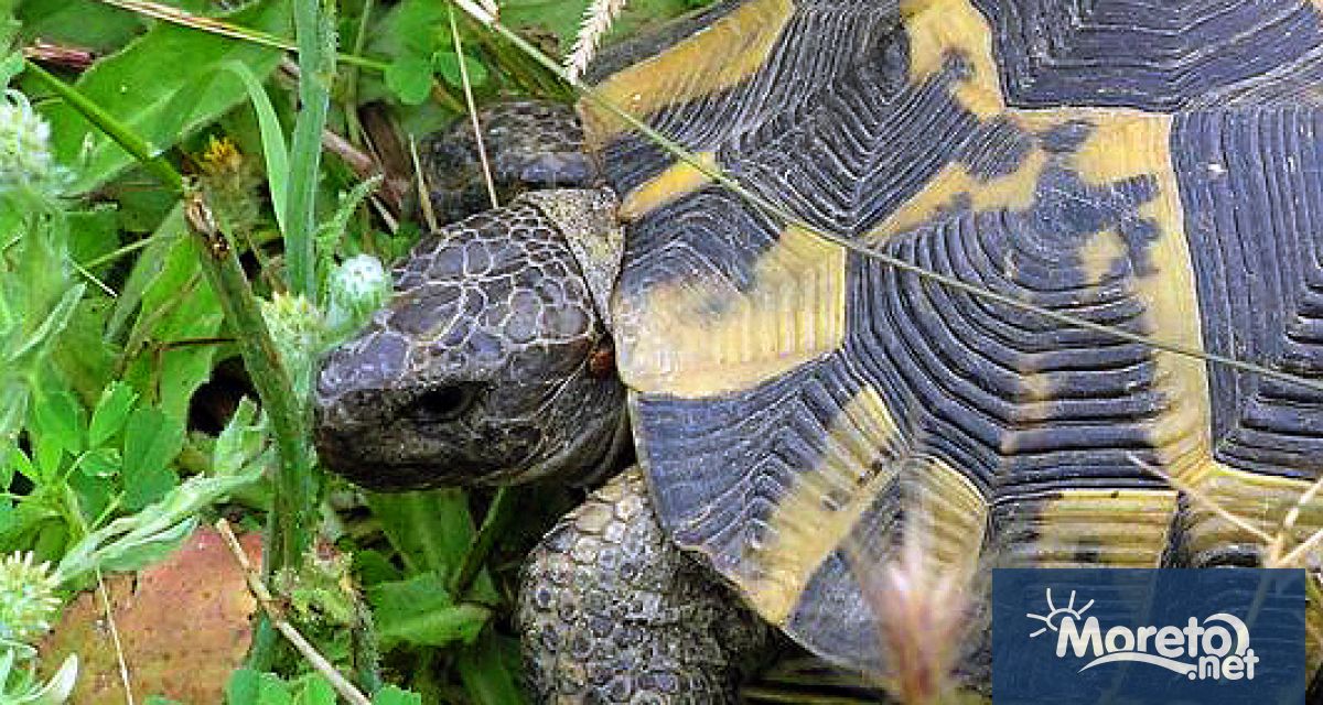 Природозащитната организация WWF изготви първото по рода си проучване за