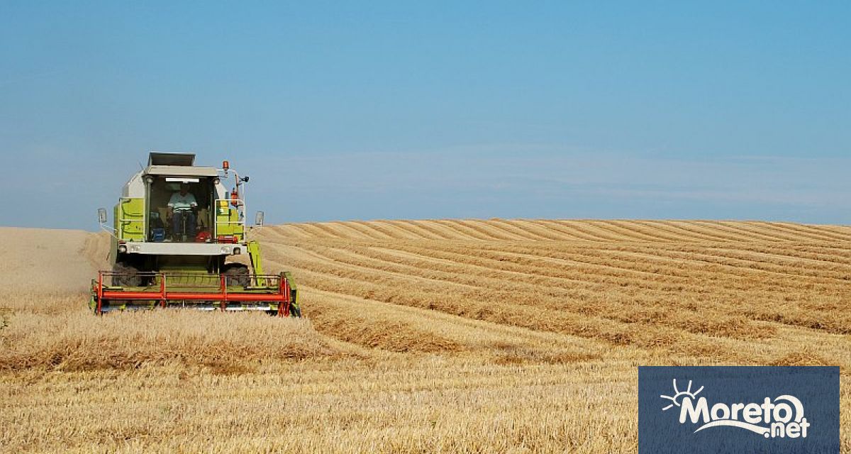 Средните добиви на пшеница в област Добрич към момента са